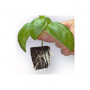 Growth Technology Root Riot Refills 50